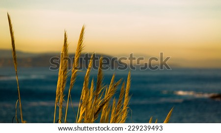Detail of a bunch of reed palms bathed by the morning light in front of a panoramic view of the coast.