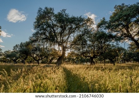 Image, Stock Photo Ancient holm oak forest (Quercus ilex) in a foggy day with centenary old trees, Zamora, Spain.