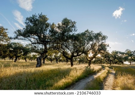 Similar – Image, Stock Photo Ancient holm oak forest (Quercus ilex) in a foggy day with centenary old trees, Zamora, Spain.