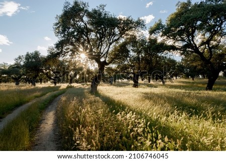 Similar – Foto Bild Wald im Gegenlicht Baum