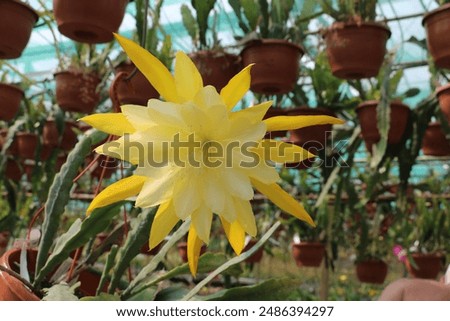 Similar – Image, Stock Photo Large cacti in a greenhouse under a glass roof