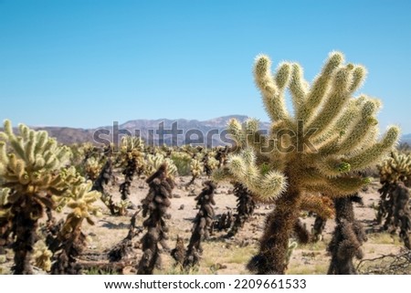 cactus garden from Joshua Tree national park with a warm morning sunlight 约书亚树国家公园的仙人掌花园 商業照片 © 