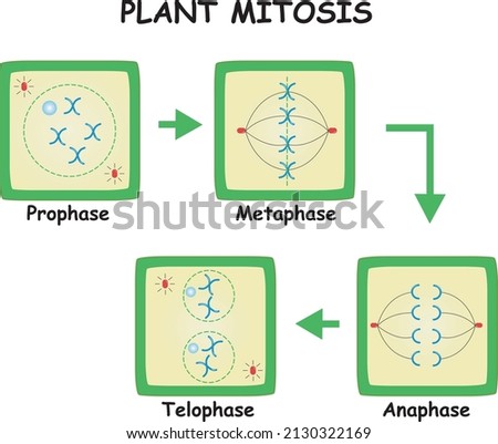 Stages of mitosis: Diagram of the 
 plant mitotic phases. Illustration showing the four stages of mitosis. vector illustration of cell division. Biology.