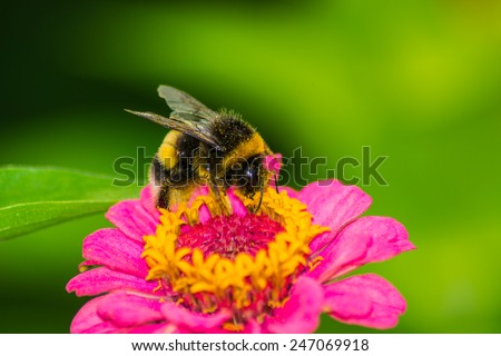 bumblebee bee on the flower sobirat honey
