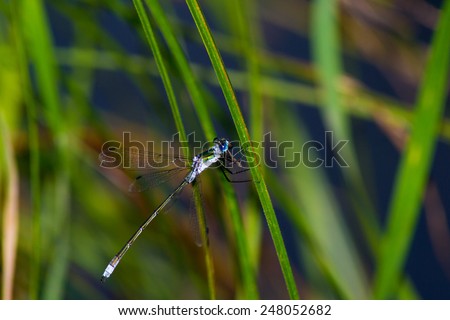 pets  animals insects  insect dragonfly isolated