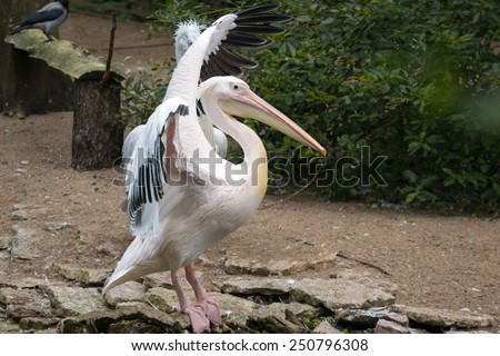 bird   animals  pelican  pets birds