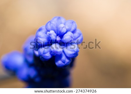 small flower springtime blue flowers nature isolated