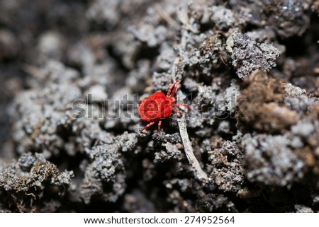 macro red beetle plant insect nature green color