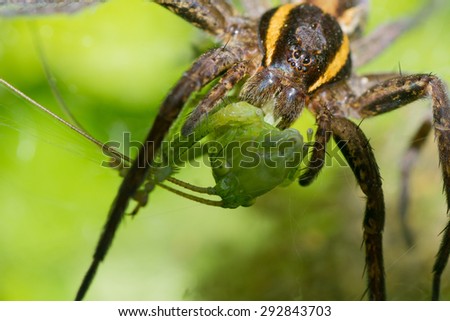 spider nature eating insects arachnid web color