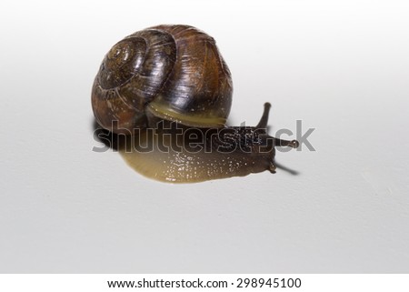 snail white shell animal isolated pets brown animals
