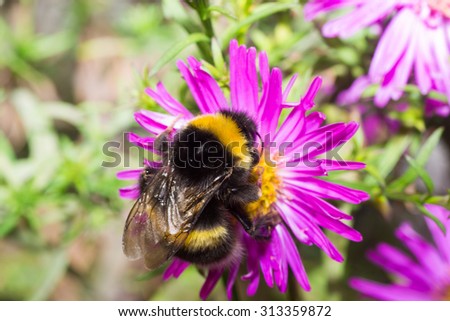 bumblebee color flower bee insect flying animals nature