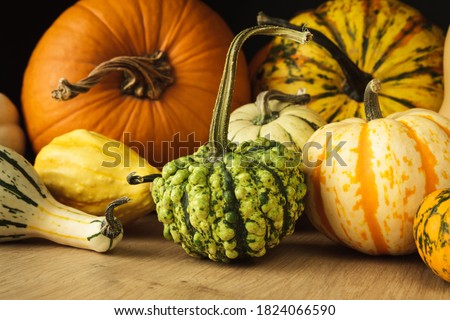 Variety of edible and decorative gourds and pumpkins. Autumn composition of different squash types on wooden table. Photo stock © 