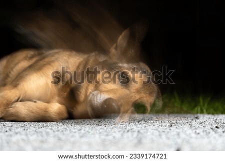 Similar – Image, Stock Photo Dog at the end of the road.