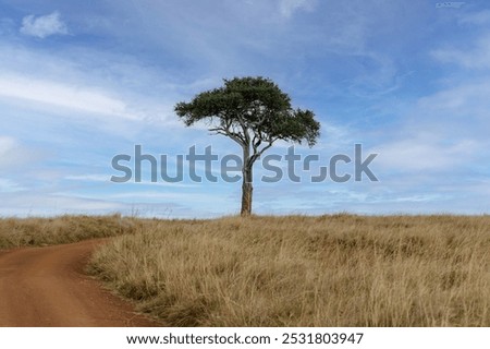 Similar – Image, Stock Photo single tree in a beam of light between many trees in the forest