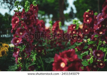 Image, Stock Photo Closeup of a Hollyhock