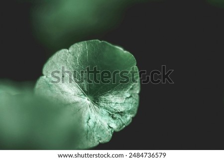 Similar – Image, Stock Photo There seems to be no middle ground these days :(