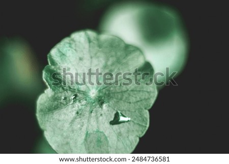 Similar – Image, Stock Photo There seems to be no middle ground these days :(
