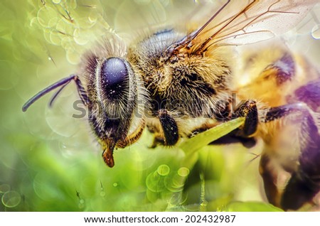Honey Bee on Flower, Close Up Macro