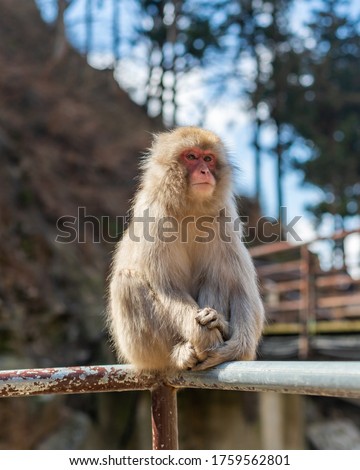 Japanese macaques - Snow Monkeys - at Jigokudani Monkey Park, Yamanouchi, Nagano Prefecture, Japan Foto stock © 