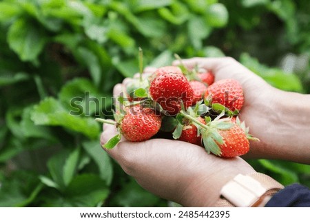 Similar – Image, Stock Photo Crop person with bunch of carrots