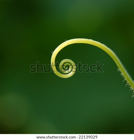 abstract background with young cucumber tendril