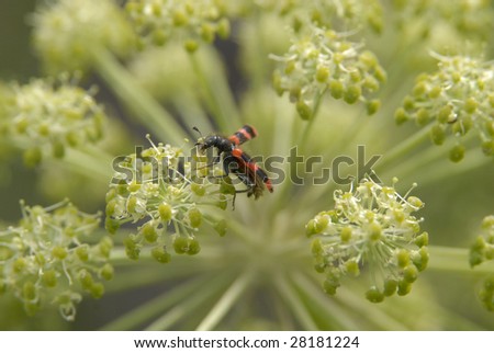 red beetle pollinating the  celery flower