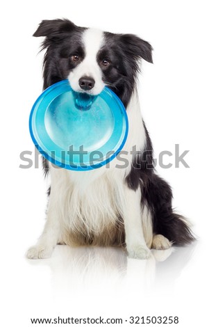 Similar – Image, Stock Photo White sheepdog with frisbee