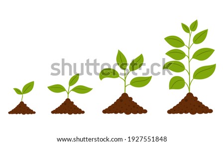 Gradual growth of the plant. The scheme from the sprout to the adult plant. A simple deciduous plant. Botanical vector illustration, isolated on a white background