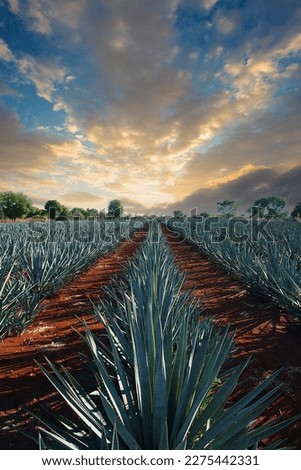 Similar – Foto Bild Agavenanbau auf dem Feld auf dem Bauernhof