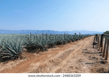 Similar – Foto Bild Agavenanbau auf dem Feld auf dem Bauernhof