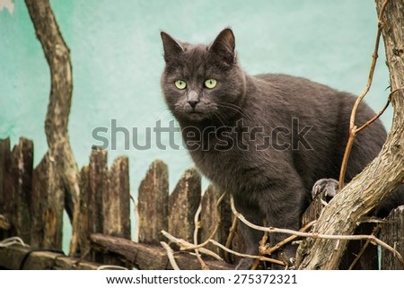 Bored funny cat on a wooden fence staring. Blue Russian breed.