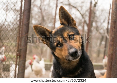 German Shepherd black dog guarding the chickens from his yard while posing and looking straight at the camera with his had sideways.