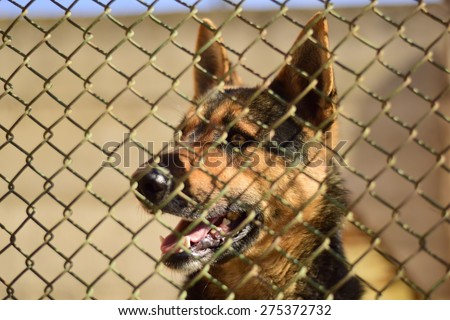 German Shepherd black dog behind a wire fence. His mouth is open and he is looking sideways.