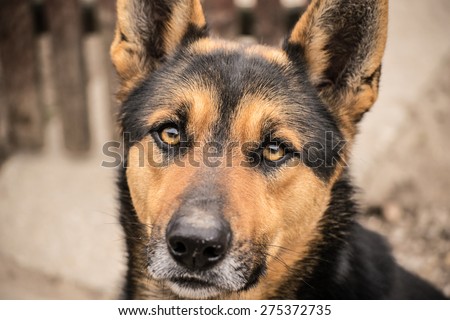 German Shepherd black dog with his beautiful wolf face and wolf eyes.