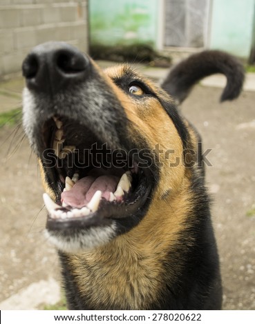 Funny dog with open mouth close up nose and cute tale