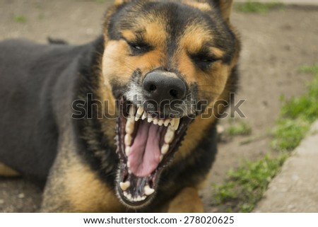 German Shepherd dog yawning and showing white dangerous fangs