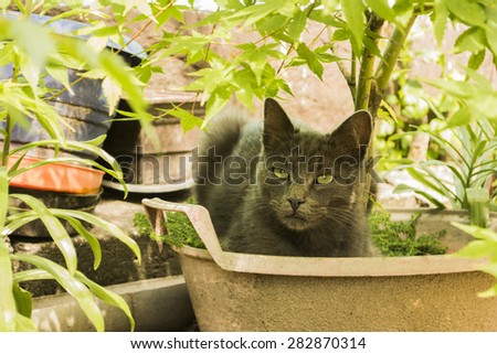 cat staying in a flower pot next to a tree, cute young cat in the front yard, grumpy cat relaxing under the tree and looking at camera
