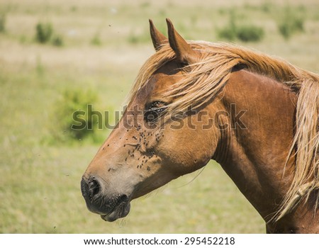 Portrait of a horse with flies all over his face, side view