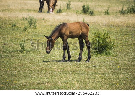 sad baby horse walking on the field with  head down