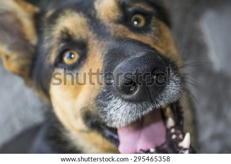Funny close up nose of black dog with wolf face looking up