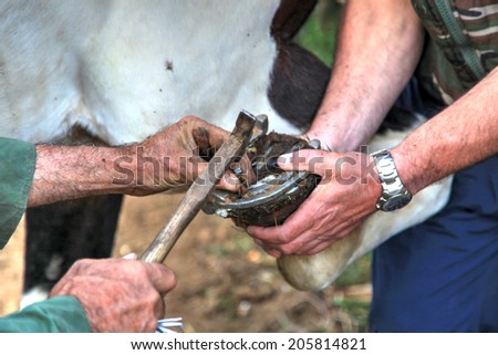 Horseshoer at work nailing a horse shoe to a hoof