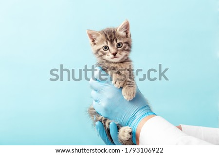 Striped gray cat in doctor hands on color blue background.Kitten vet examining. Kitten pet check up, vaccination in veterinarian animal clinic. Health care domestic animal.