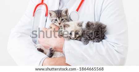 Cat kitten in Vet doctor hands. Veterinarian Doctor with stethoscope holding 3 three kittens of different breeds in Veterinary clinic. Vet medicine for pets and cats. Long web banner