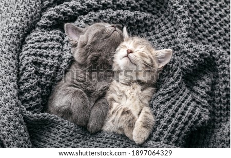 Couple cute kittens in love sleeping on gray soft knitted blanket. Cats rest napping on bed have sweet dreams. Feline love friendship on valentine day. Comfortable pets sleep at cozy home. Top view