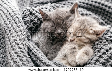Couple cute kittens in love sleeping on gray soft knitted blanket. Cats rest napping on bed have sweet dreams. Feline love friendship on valentine day. Comfortable pets sleep at cozy home. Long banner