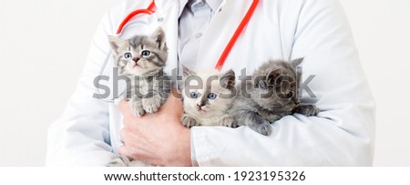 Little fluffy group of cats at vet appointment. Man vet doctor holding many kittens cats for check health, animal pets check up. 3 Kittens in doctor hands in veterinary clinic. Long web banner.