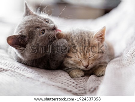 Small gray kitten licks ear of tabby kitten. Couple of kittens in love hugging, kissing. Sleepy kittens are gentle, take care of Cat family. Pets in cozy home on couch.