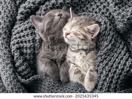 Couple kittens hugging in love friendship relationships napping have sweet dreams in crib. Kittens gently rub on knitted blanket. Cats love