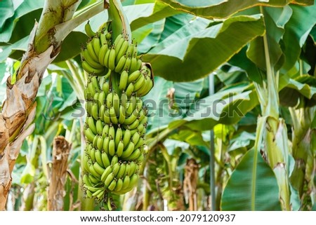 Green raw banana branch on young banana palm trees against banana plantation. Banana production in tropical garden or rural farm. High quality photo