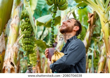Man farmer glad to good banana harvest hugs banana flower pluck ripe bananas from young palm trees against plantation, tropical garden, rural farm. Ripe yellow bananas in male hands.